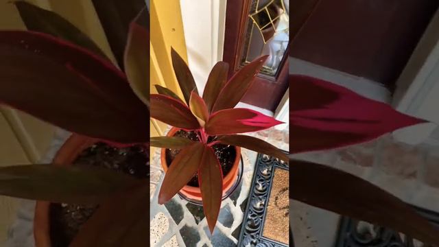 Hawaiian Ti Plant  “fast Growing Tree” So Beautiful “REPOTTED” So Gorgeous