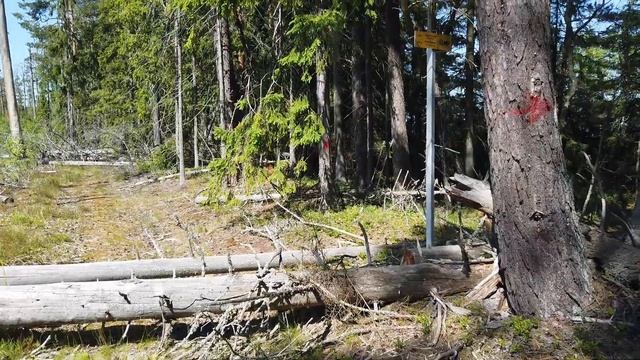 Экотропа в заказнике Коккоревский смотреть онлайн