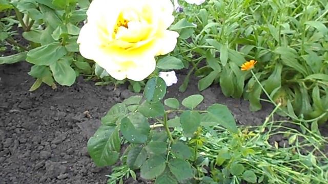 ЖЕЛТАЯ ВЬЮЧАЯ РОЗА смотреть онлайн