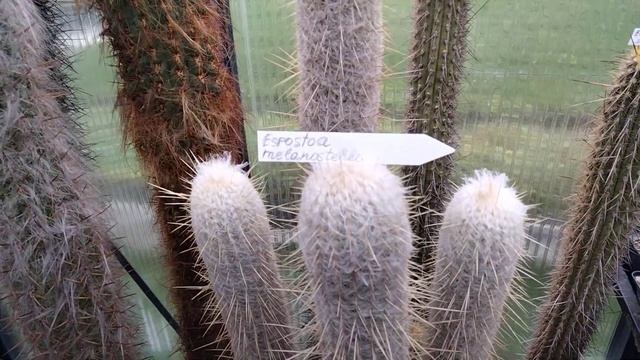 Виды кактусов.Обзор.Столбовидные кактусы.ЦЕРЕУСЫ. смотреть онлайн