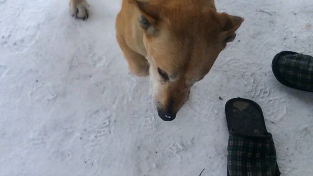 В Крещенье мы обливаемся водой холодной. смотреть онлайн