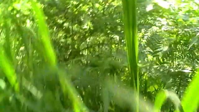 Папоротниковый лес! смотреть онлайн