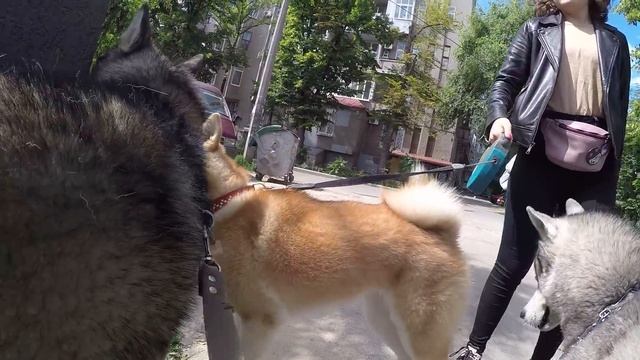 АКИТА ИНУ ЮКИ знакомится с хаски и маламутом смотреть онлайн