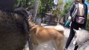 АКИТА ИНУ ЮКИ знакомится с хаски и маламутом