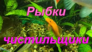 Рыбки чистильщики для аквариума.