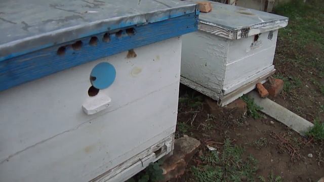 Ульевые утеплители, летковые заградители и финансовые прорицатели по ценам на мед.