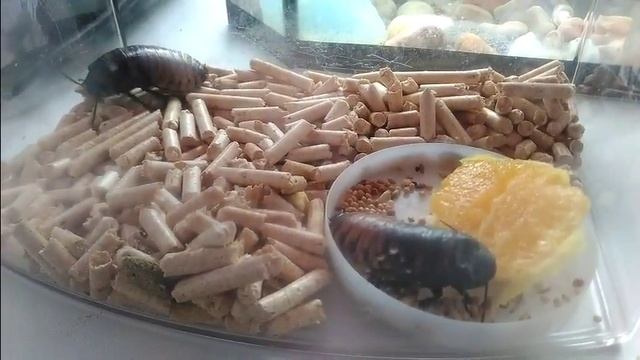 Мадагаскарские тараканы смотреть онлайн