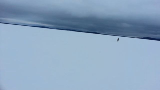 Олень в карелии смотреть онлайн