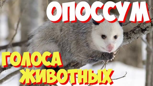 Голоса птиц и звуки животных. Звуки природы слушать онлайн ОПОССУМ смотреть онлайн