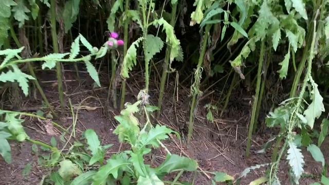 Чем на Руси чертей пугали? смотреть онлайн