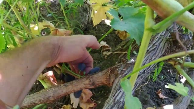 Виноград ПЕРВЕНЕЦ и ВЕЛИКА 2020г смотреть онлайн