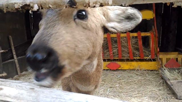 Косуленок смотреть онлайн