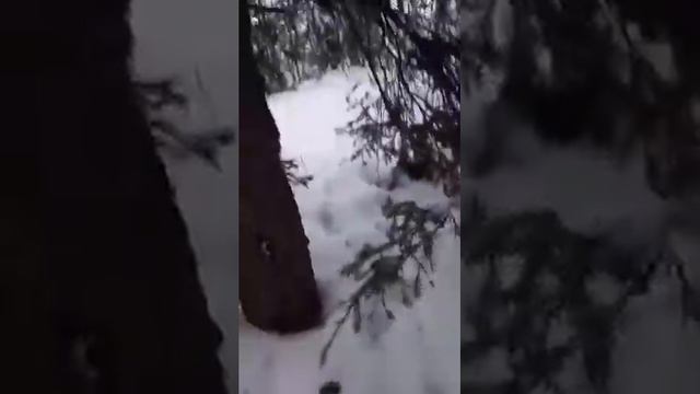 Чьи это следы петляют около лесных дорог??? смотреть онлайн
