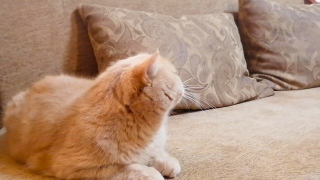 Особая дружба между котом и попугайчиком смотреть онлайн