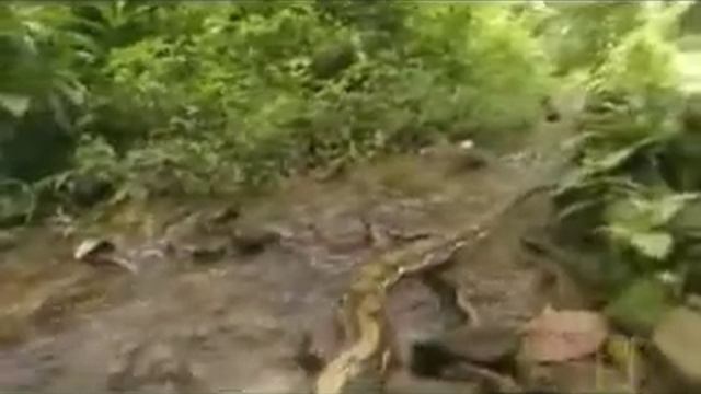 Reticulated Python/Anaconda Comparison смотреть онлайн