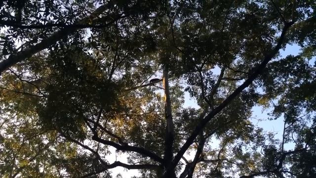 Как кричат обезьяны-ревуны смотреть онлайн