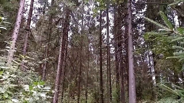 Н. Рубцов «Песня» смотреть онлайн