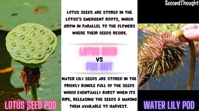 Lotus Seed vs Fox Nut |कमलगट्टा और मखाना में क्या अंतर है?| Difference between kamalgatta & makhana смотреть онлайн