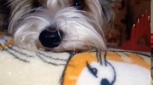 #6 как ухаживать за йорширским  бивером  или терьером