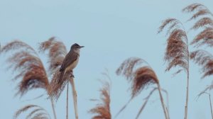 Какие птицы поют ночью? #ГолосаПтиц 26