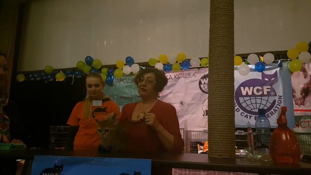 Выставка кошек в Комсомольске смотреть онлайн