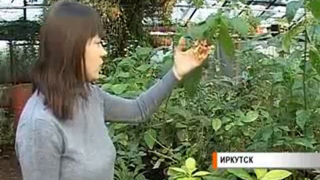 cveti смотреть онлайн