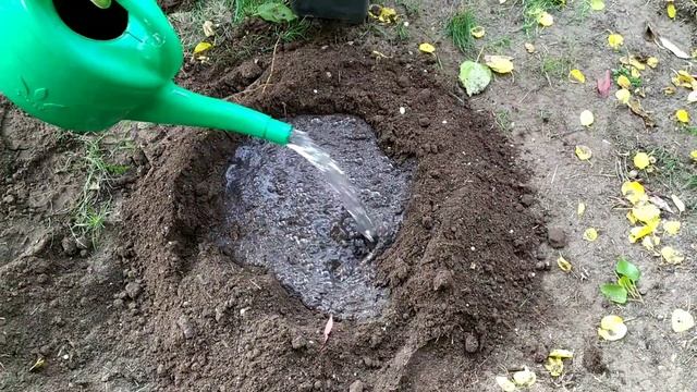 Как правильно посадить рододендроны и азалии. смотреть онлайн