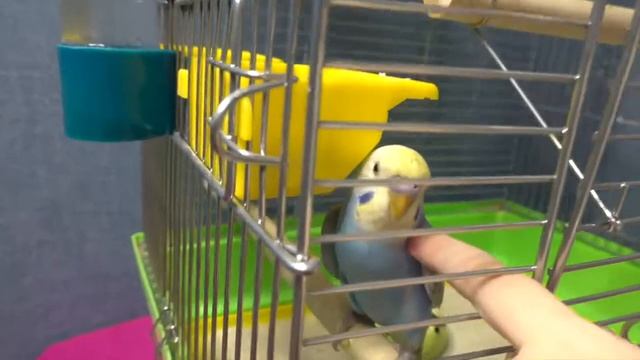 Попугай Кеша для детей. Дарина гладит своего попугайчика #Parrot and baby смотреть онлайн