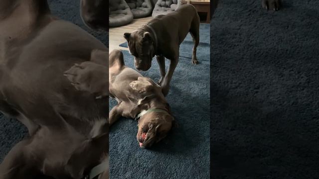 Когда хочется докопаться 🙈#tttt #cane #canecorso #канекорсо #canecorsoitaliano #канекорсоитальяно смотреть онлайн