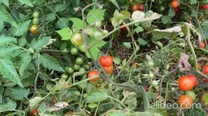 Помидор «Калинка»