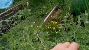 Эксперимент выращивания Нута на севере России  Урожай будет хороший