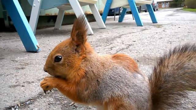 Fauna Of Finland. Животный мир Финляндии.