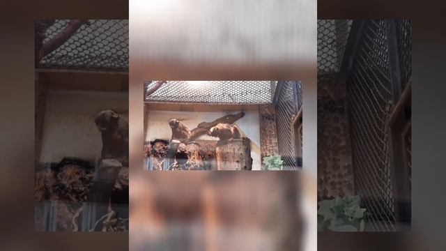 Зоопарк в Варшаві 2021/ zoo warszawa смотреть онлайн