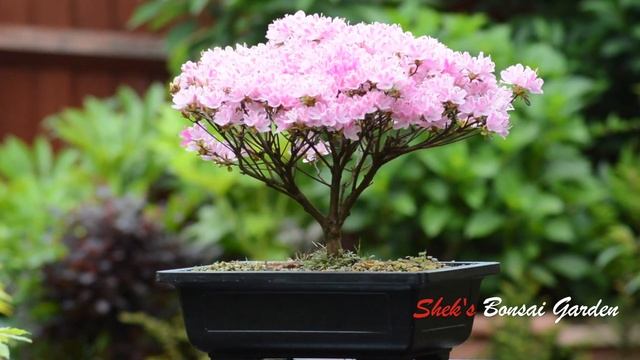 Rhododendron Azalea #Azalea #japonica '#KERMESINA #ROSÉ' смотреть онлайн