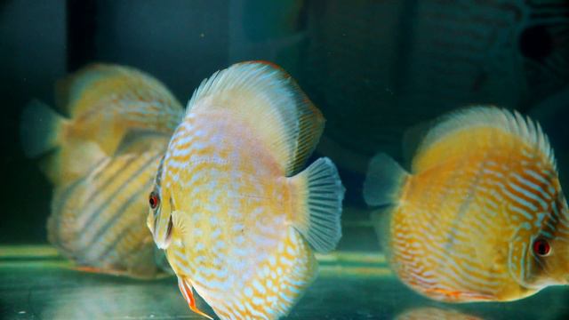 Golden Shipment Taiwan смотреть онлайн