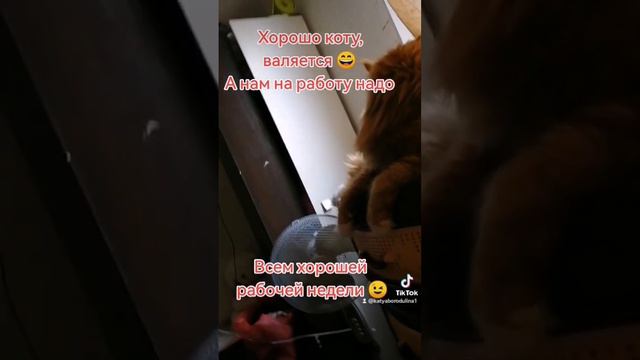 #Томас #мейнкун #котикмойлюбимый #дома #смешныеживотные #топ #рекомендации #россия #Череповец смотреть онлайн