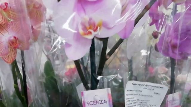 Ravello и другие орхидеи с названиями в Ашан г. Омск. смотреть онлайн