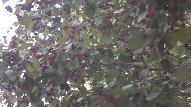 "Выезжают из парка!" Трамваи ЛВС-86М2 (71-86М2) №3464 и КТМ-23 (71-623-03) №3710, октябрь 2023 года смотреть онлайн