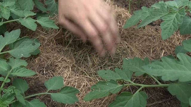 Помидоры в умной грядке + мульчирование смотреть онлайн