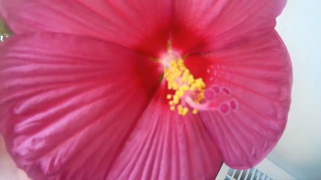 My hibiscus смотреть онлайн