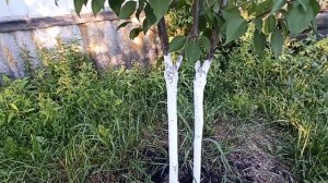 Абрикос Лель. Обзор сорта выращенного в Подмосковье.