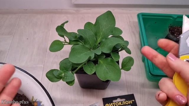 Как размножаю петунию черенками смотреть онлайн