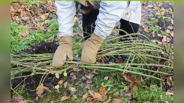 Как подготовить розы, чтобы они пережили холодную морозную зиму смотреть онлайн