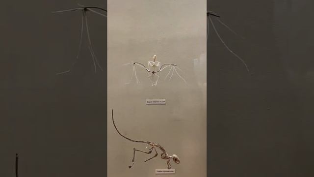 Скелет летучей мыши #batskeleton #bat #skeleton #скелет #летучаямышь смотреть онлайн