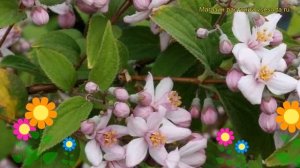 Дейция гибридная Монт Роуз. Краткий обзор, описание характеристик deutzia?hybrida Mont Rose