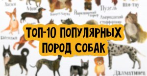 ТОП-10 САМЫХ ПОПУЛЯРНЫХ ПОРОД СОБАК В РОССИИ
