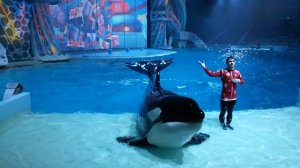 Шоу в Москвариуме. Океанариум на ВДНХ.