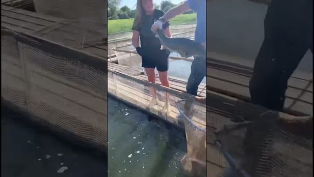 Ловим крупную рыбу сачком! #shorts #short #fishing #fish #еда ￼ смотреть онлайн