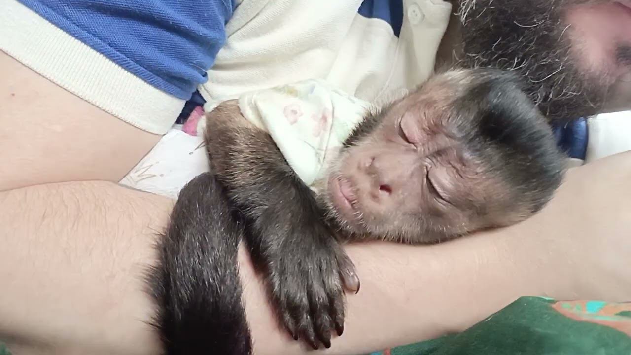 любимый Леша #monkey #обезьяна #животные #капуцин #petmonkey #animals #babymonkey