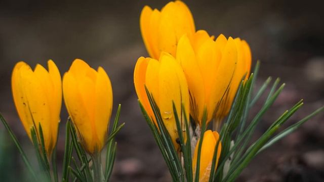 желтые крокусы раскрываются с первыми лучами солнца. panasonic lumix GX80 + helios 44-2. 4K смотреть онлайн